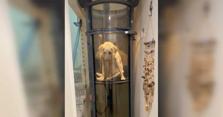 A 15-year-old dog with hip dysplasia has its own lift to move around the house