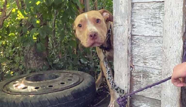 The dog sitting on the chain cannot get enough of the newfound freedom