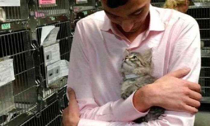 Little cat from the shelter chose her owner by jumping into his arms