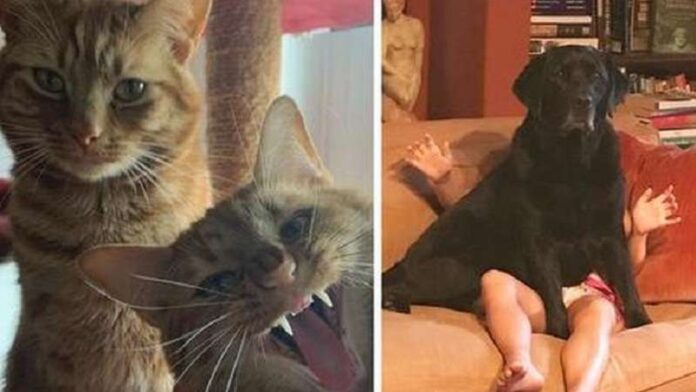 15 photos that have become finalists of the contest of the funniest pictures with pets in 2021