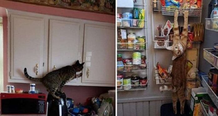 Cats put people in their place – 15 photos
