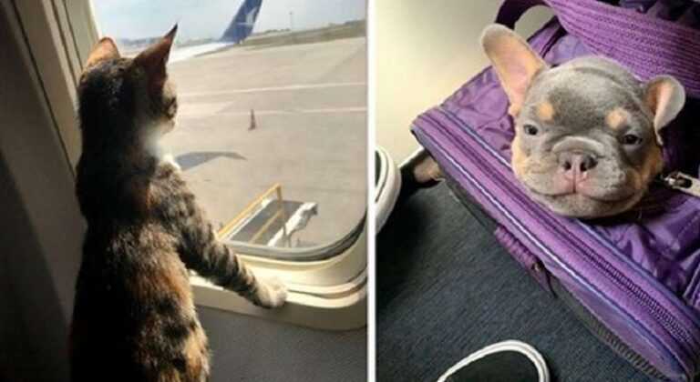 15 funny cases when people met the cutest tailed fellow travelers in transport