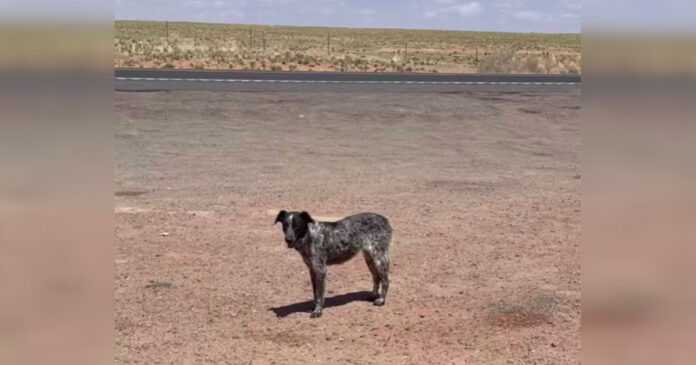 A lonely female dog living in the middle of the highway had no one. She has never been home