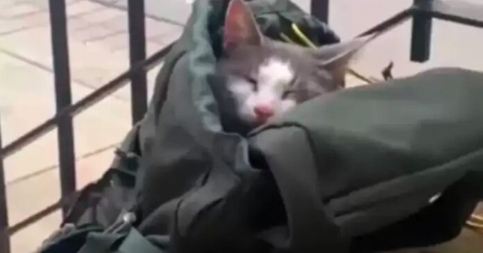 A sick kitten abandoned in a tight backpack. A sight that breaks the heart