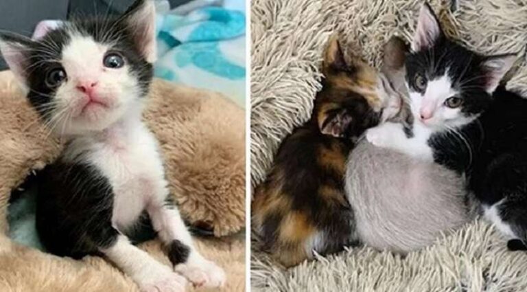 The kitten came as a hare to become the main support for other orphaned kittens