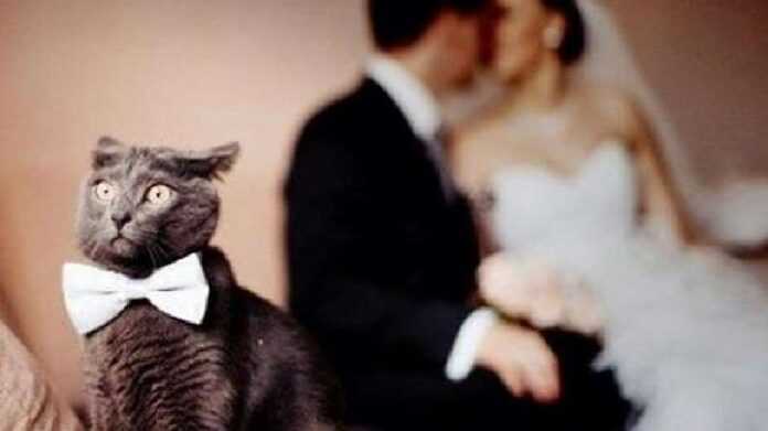 Wedding photos where the main character (or face?) Is a cat