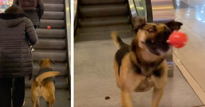 A stray dog persuades strangers in the mall to play fetch