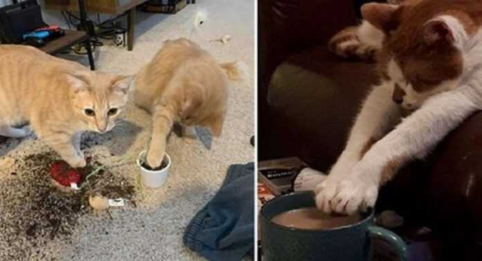 Pets play pranks, and then we clean up – 15 photos