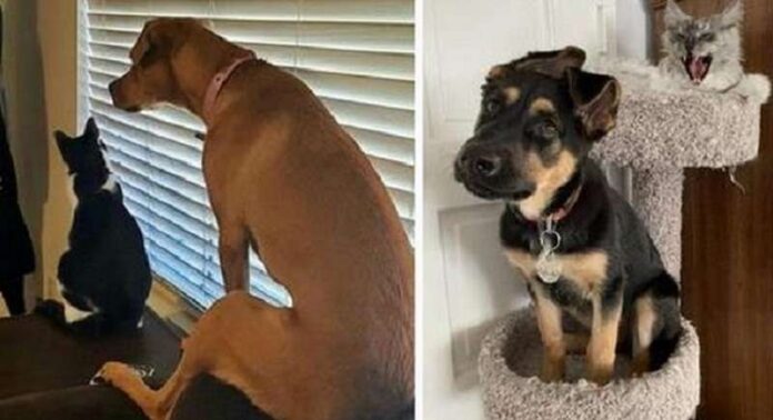15 Photos Of Dogs That Had So Much Contact With Cats That They Inadvertently Adopted Cat Habits