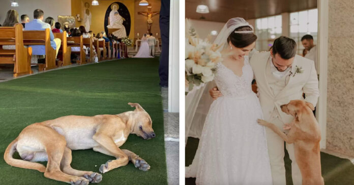 A homeless dog sneaks into the couple's wedding – and becomes part of their family