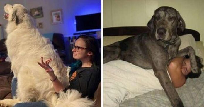 15 funny photos of huge dogs, which in their imagination remained touching puppies