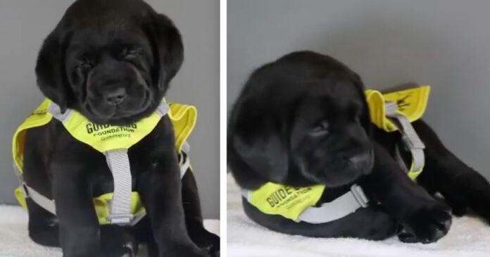 The prospective guide dog accidentally falls asleep during an important photo session