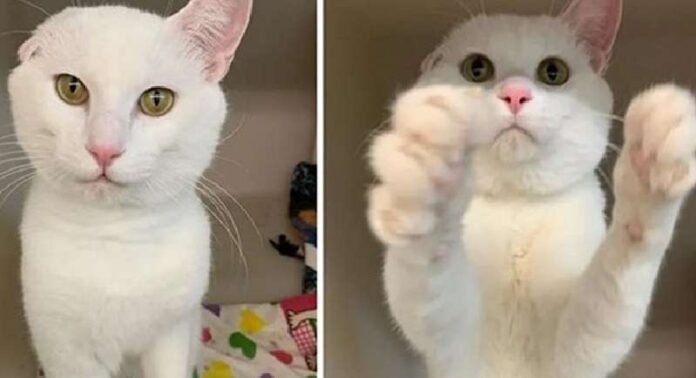 One-eared kitten waves to visitors to be noticed – he really, really needs a family