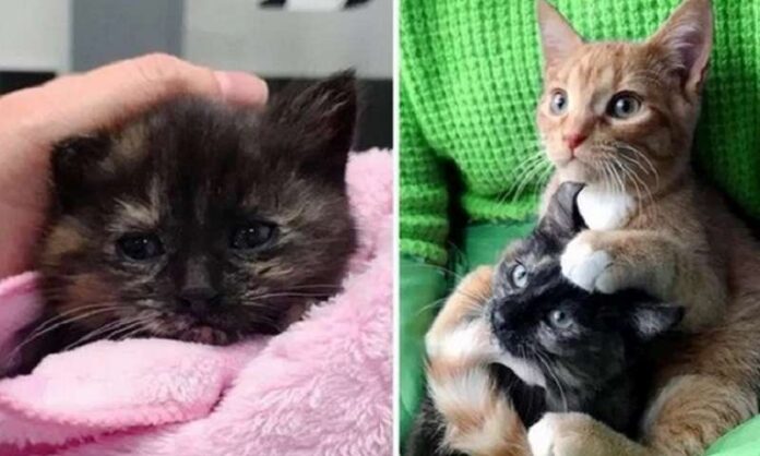 For a street kitten, the best gift was the friendship of the older cat, which changed everything