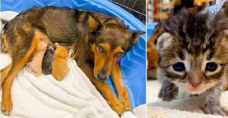 The “mother program” took its toll: the dog undertook to feed the orphaned kittens.