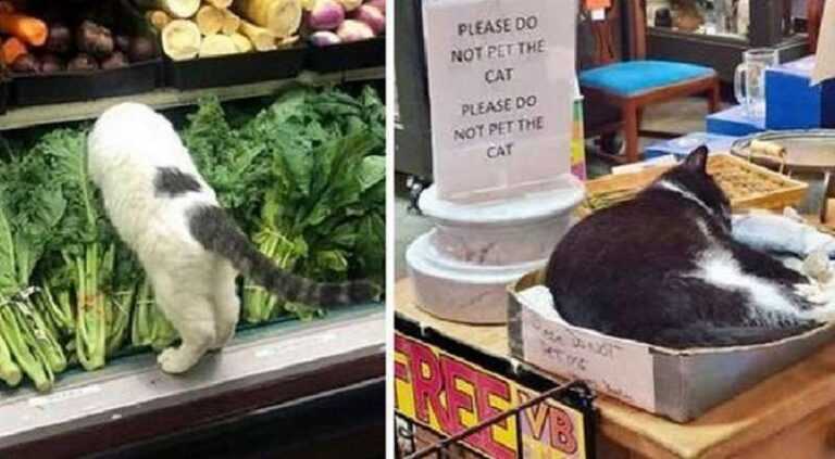 15 Cats Who Think They Own Stores And Think Customers Are A Nuisance