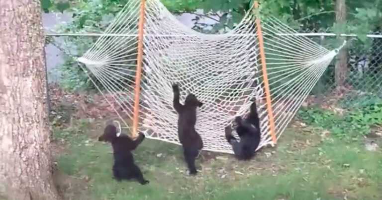 She caught three little bear cubs playing in her backyard. “It was fun to see it”