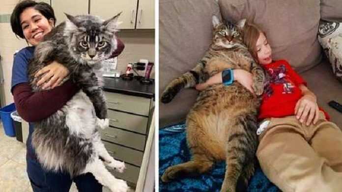 These 12 hefty cats look like they turned people on, not the other way around!