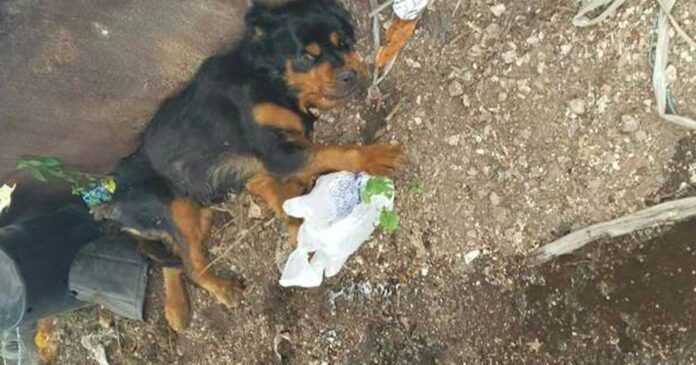 Paralyzed female dog in the garbage dump. The guardian cruelly wanted to get rid of her