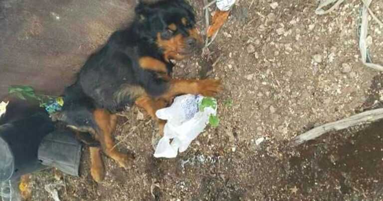 Paralyzed female dog in the garbage dump. The guardian cruelly wanted to get rid of her