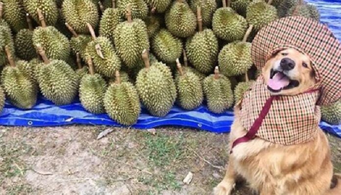 Retriever Jubjib is the best durian collector in the world