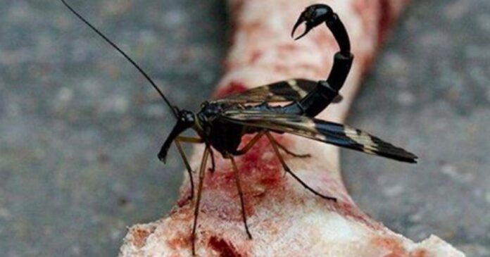 WOJSIŁKA – an insect resembling a scorpion. It really exists!