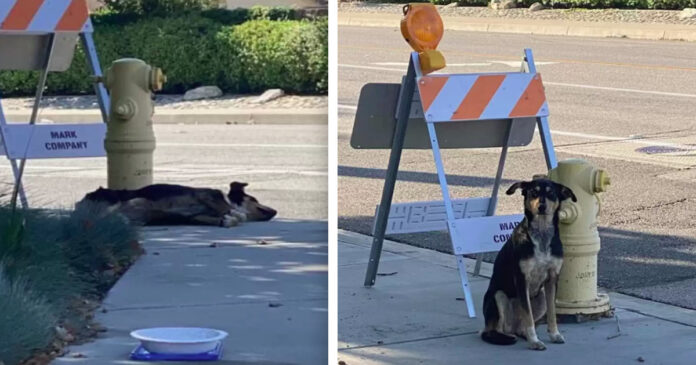 The abandoned female dog refuses to leave the construction site where she last saw her family