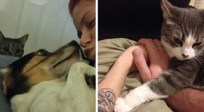 15 photos of jealous pets who do not want to share their beloved owner with anyone, and this is very cute