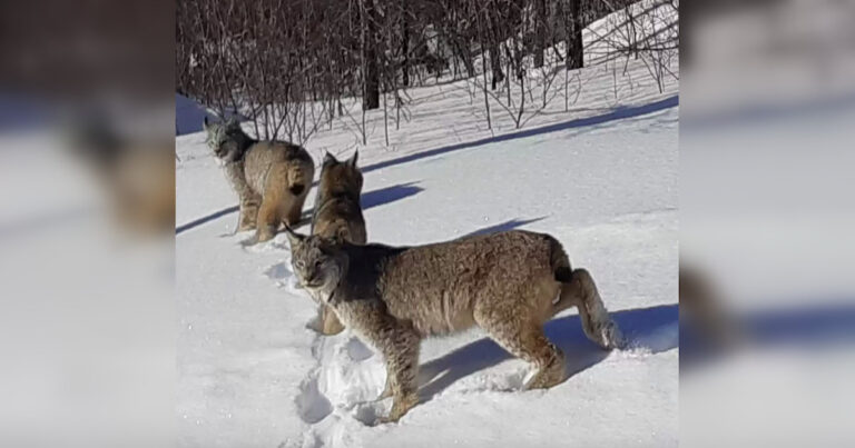 The couple experiences a breathtaking encounter with a group of majestic wild cats