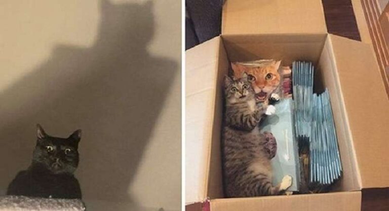 The most dramatic cat faces – you can’t play this on purpose, but they can. 15 photos