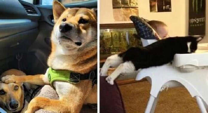 15 funny photos that even forgetting about good manners, pets remain extremely charming