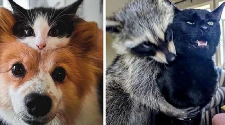 15 Cases When Animals Found Friends And Now They Can't Leave Them