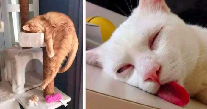 12 cats that have fallen asleep in such twisted positions that you can grab your head