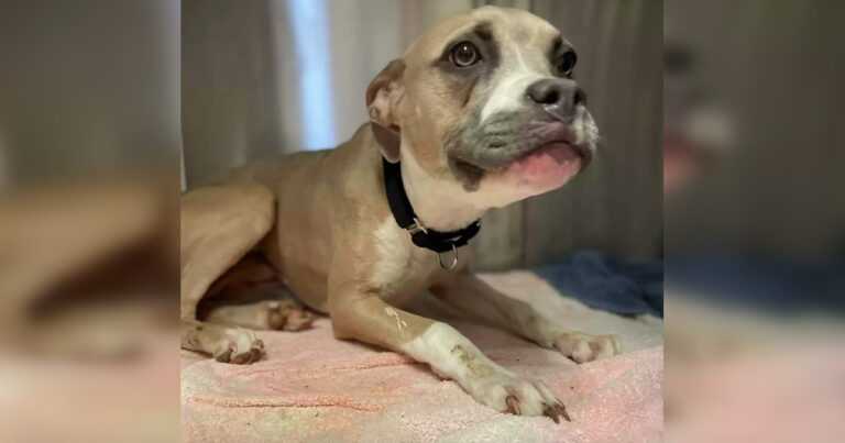 A female dog who survived the fire from a shelter begs the woman to take her home with her