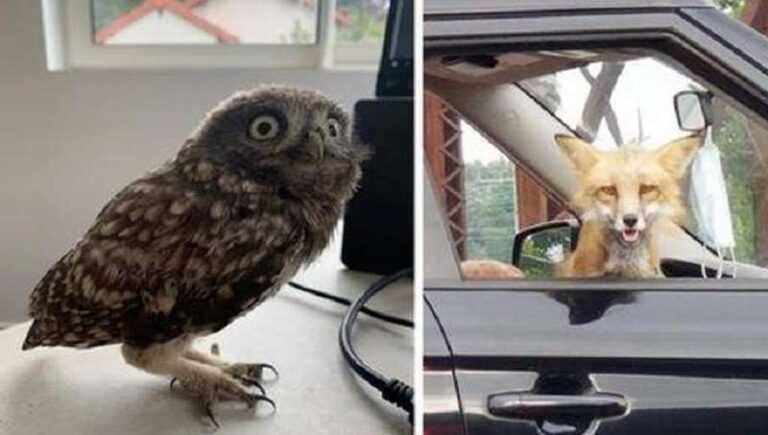 15 Cases When Animals Suddenly Appeared In The Most Unobvious Places, Surprising Others