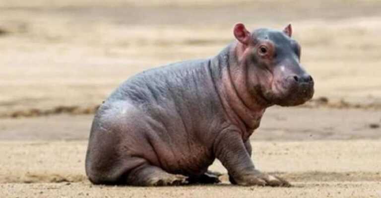 The little hippo was saved by people, he survived thanks to them