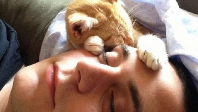 13 signs your cat is in love with you