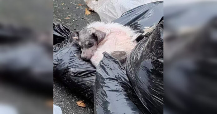 She lived in a landfill and used garbage bags as a bed. All she wanted was love