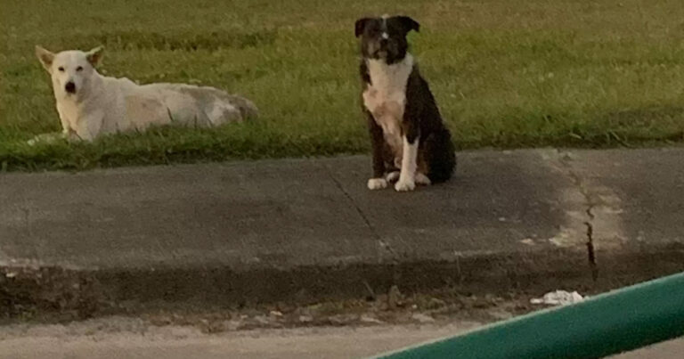 The homeless dog did not want to leave the side of an injured friend who was hit by a car