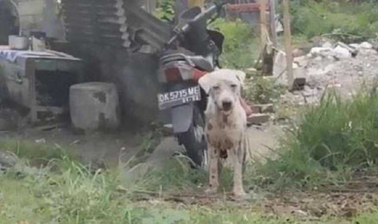 A hungry and downtrodden dog from a gas station turned into a happy handsome man in a month