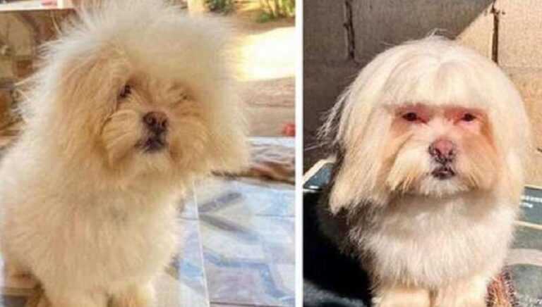 15 Dogs Who Are Extraordinarily Lucky With Their Groomers