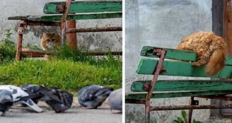 A photographer from Perm showed step by step the “hunt” of his cat for pigeons