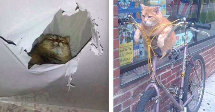 20 mischievous cats that completely smashed the system