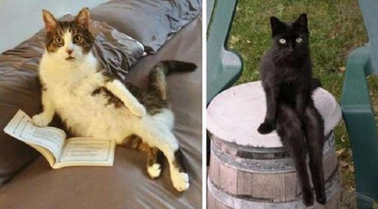 15 funny photos that show how pets look like people sometimes