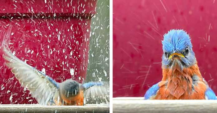 She made a session for a bird swimming in the water. These pics amused people from all over the world
