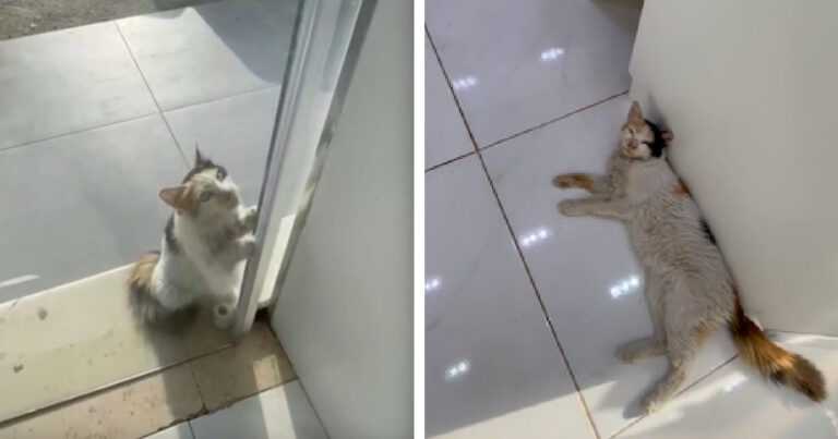 The shopkeeper opens the door to a homeless cat that pleads with him for help during a heatwave