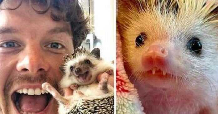 15 proofs that being a hedgehog is just great!