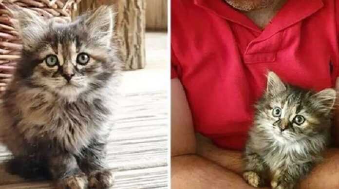 A kind family visited an orphan kitten – everything has changed since that day