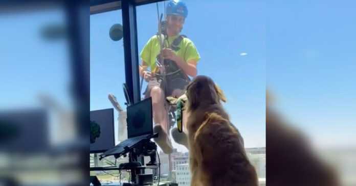 A friendly golden tries to smash his toy through the glass to help the man cleaning the windows