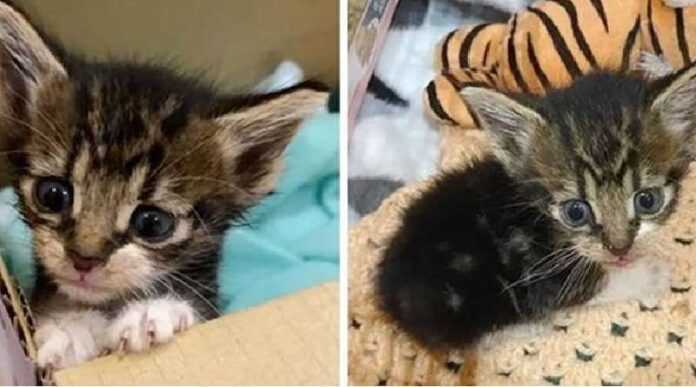 Roadside kitten turned into the cutest cat and fulfilled his dream